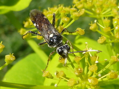 Tenthredopsis andrei