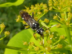 Tenthredopsis andrei