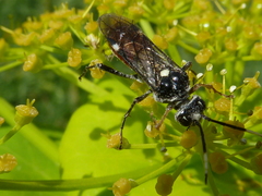 Tenthredopsis andrei