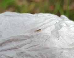 Trichopsocus