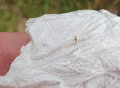 Trichopsocus