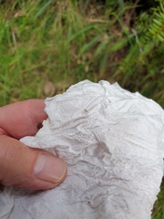 Trichopsocus