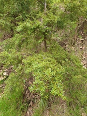 Trichopsocus