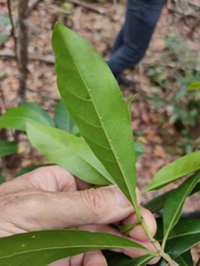 Coelospermum paniculatum