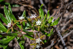 Aspidoglossum heterophyllum