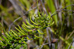 Aspidoglossum heterophyllum