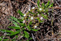 Aspidoglossum heterophyllum
