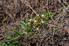 Aspidoglossum heterophyllum
