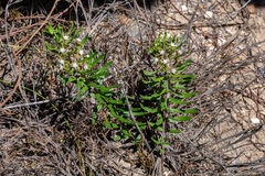 Aspidoglossum heterophyllum