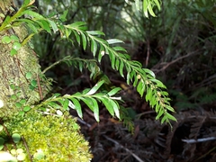 Tmesipteris sigmatifolia