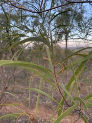 Acacia doratoxylon