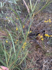 Acacia doratoxylon
