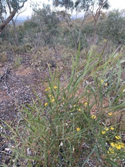 Acacia doratoxylon