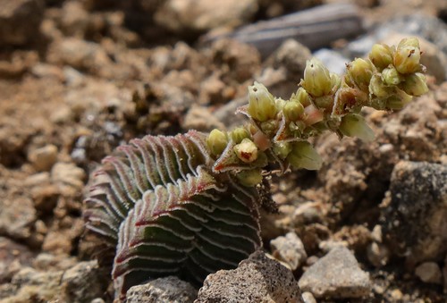 Crassula calcarea
