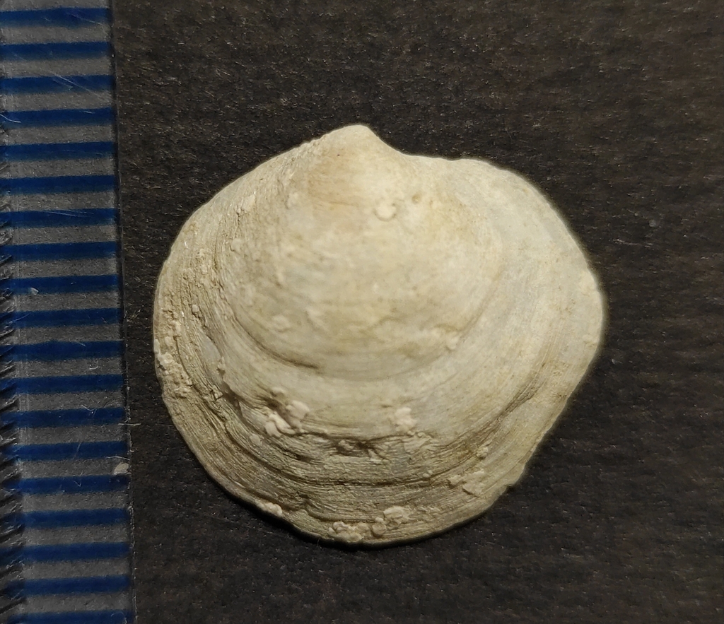 Megaxinus