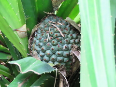 Pandanus austrosinensis