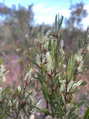 Acacia lineata