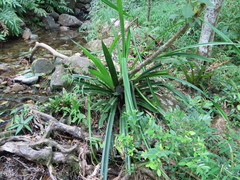Pandanus austrosinensis