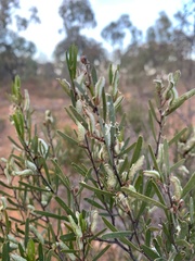 Acacia lineata
