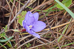 Aristea nana