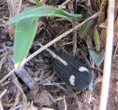 Cypholoba graphipteroides