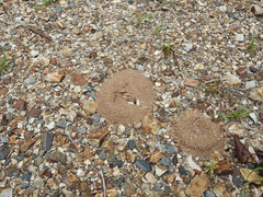 Iridomyrmex pallidus