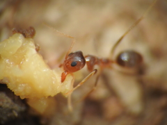 Iridomyrmex pallidus