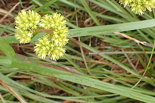 Image of Helichrysum odoratissimum by no rights reserved