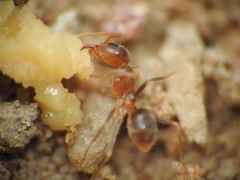 Iridomyrmex pallidus