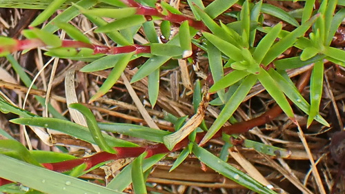 Image of Helichrysum odoratissimum by no rights reserved