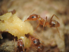 Iridomyrmex pallidus