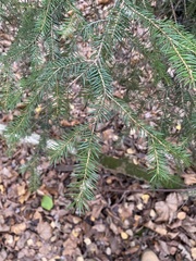 Picea abies