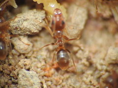 Iridomyrmex pallidus