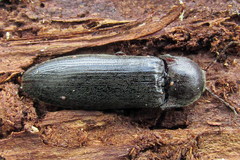 Melanotus castanipes