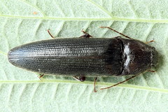 Melanotus castanipes