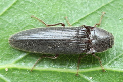 Melanotus castanipes