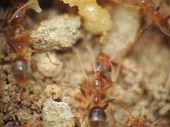 Iridomyrmex pallidus