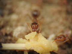 Iridomyrmex pallidus