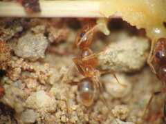 Iridomyrmex pallidus