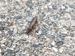 Nemouroidea