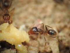 Iridomyrmex pallidus