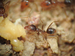 Iridomyrmex pallidus