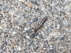 Nemouroidea