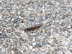 Nemouroidea