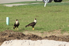 Caracara