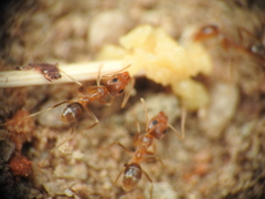 Iridomyrmex pallidus