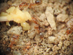 Iridomyrmex pallidus