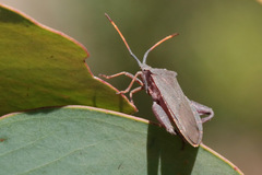 Amorbus rubiginosus