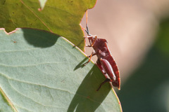 Amorbus rubiginosus