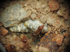 Iridomyrmex pallidus